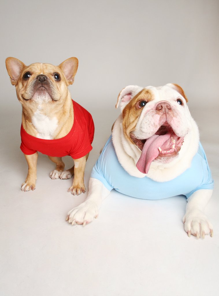 Mr. Zero Boundaries Dog Tee